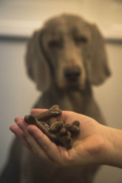 istock International Dog Biscuit Appreciation Day 1130127646