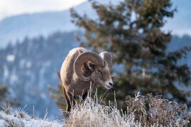 ram bighorn masculino ovelha em pé na beira de um penhasco com gramíneas de inverno gelado. - bighorn sheep ram sheep winter - fotografias e filmes do acervo