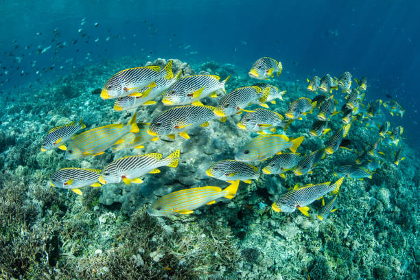 istock School of Sweetlips in Raja Ampat 1130129666