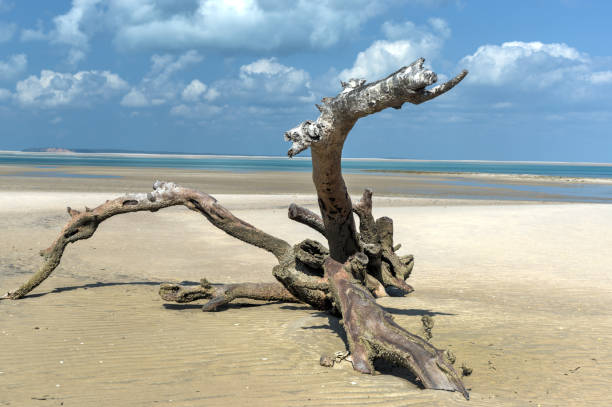 The falling tree on the beach colored in white in the Whitsunday Island