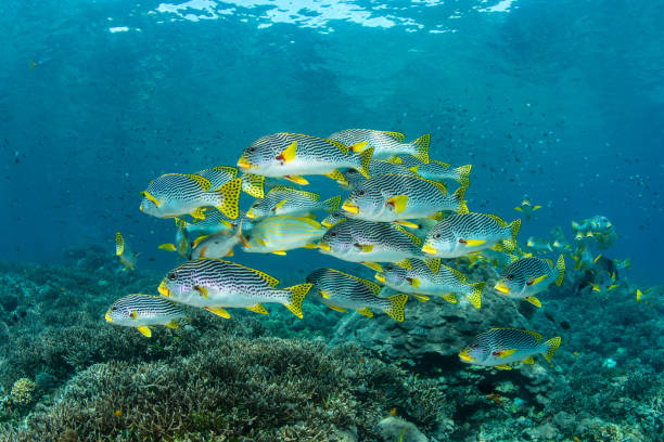 School of Lined Sweetlips in Raja Ampat