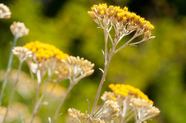 istock Immortelle yellow blossom flower 1130132245