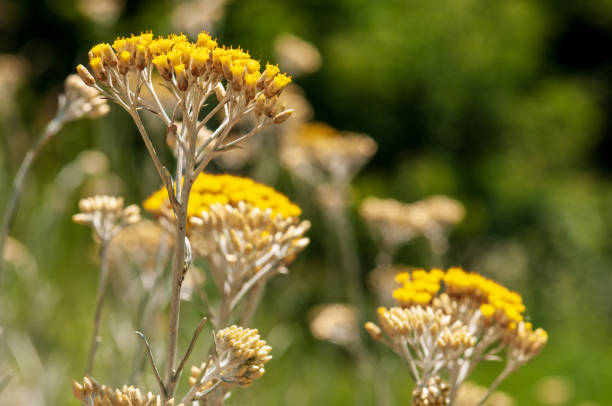 istock Immortelle yellow blossom flower 1130132247