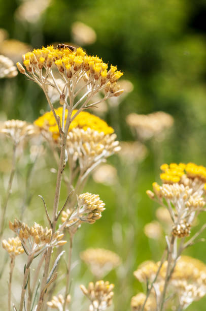 istock Immortelle yellow blossom flower 1130132248