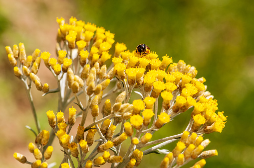 Immortelle italicum yellow blossom plant flower