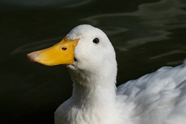 istock Portrait of a Pekin Duck (anas platyrhynchos domesticus also know as Aylesbury or Long Island ducks) 1130132420