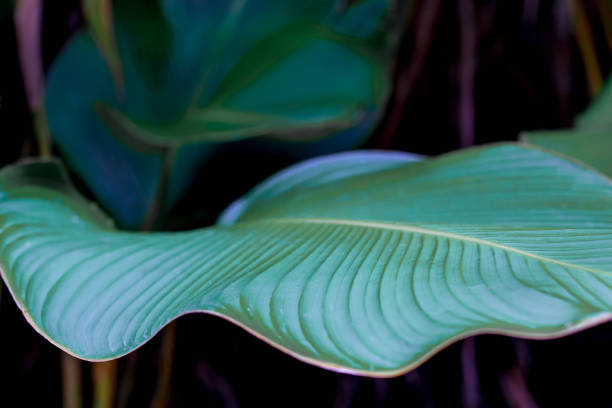 Macro of Tropical Leaves Background. Tropical Summer Concept.
