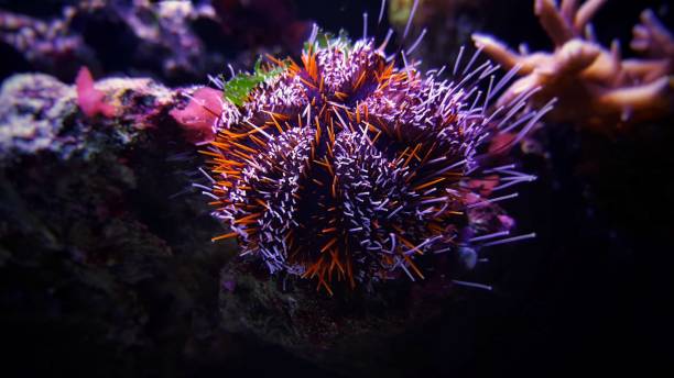 Tropical orange longspine sea urchin in coral reef aquarium Tropical orange longspine sea urchin in coral reef aquarium tripneustes stock pictures, royalty-free photos & images