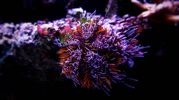 Tropical orange longspine sea urchin in coral reef aquarium Tropical orange longspine sea urchin in coral reef aquarium tripneustes stock pictures, royalty-free photos & images