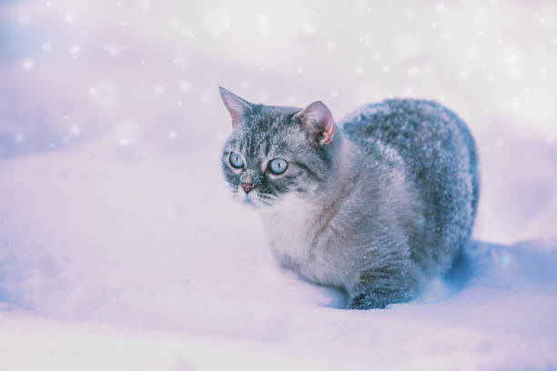 istock Portrait of the Siamese cat outdoors in blizzard 1130133542