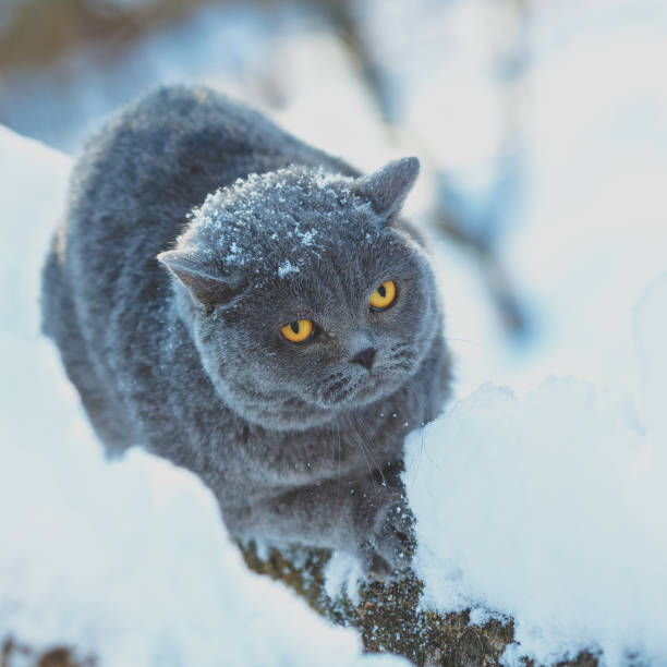 istock Blue British Shorthair cat sitting on the snowy tree in blizzard 1130133599