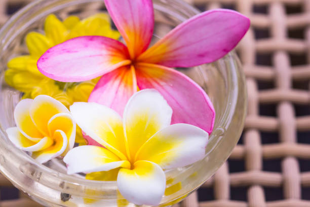 열 대 꽃 frangipani plumeria 물 한 그릇에 떠. 스파, 웰빙, 여름 배경 - relaxation bali spa treatment frangipani 뉴스 사진 이미지