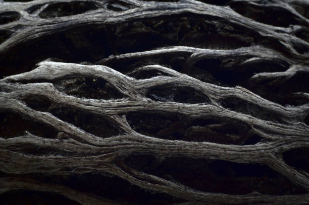 istock Roots of a tree on black dark background 1130136697