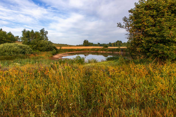 Small pond with colorful lush summer vegetation on meadow pasture in nice summer morning. Czech republic, nature park called \