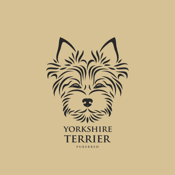yorkshire terrier - ilustracja wektorowa izolowana - yorkshire terrier stock illustrations