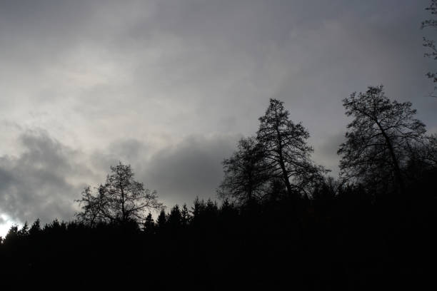 istock Gloomy landscapes with dark trees photographed 1130138395