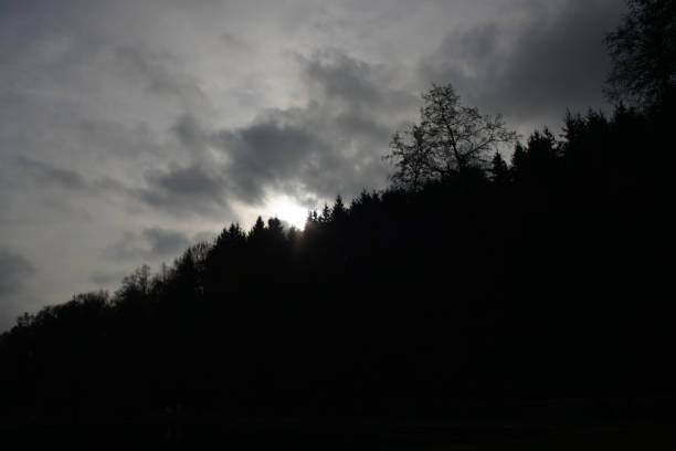 istock Gloomy landscapes with dark trees photographed 1130140454