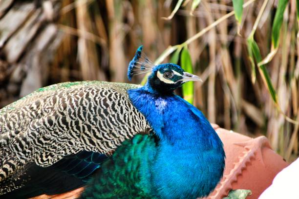 istock Colorful peacocks in a garden 1130140519