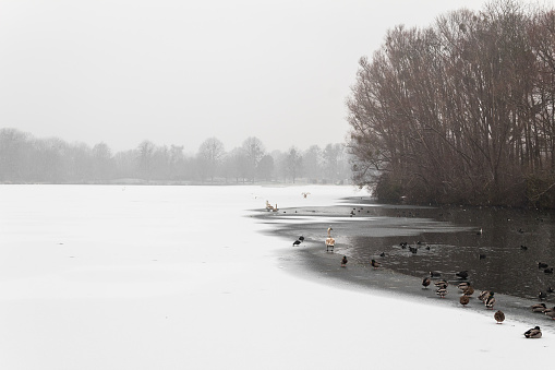 frozen lake covered in snow with ducks and swans sitting in the cold water