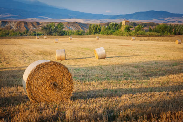 istock morning in tuscan field with haystacks in august 1130143077