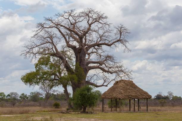 istock Tanzania. landscape savanna, baobab 1130144656