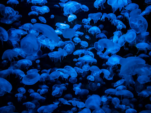 istock Jellyfish floating against a dark background 1130144718
