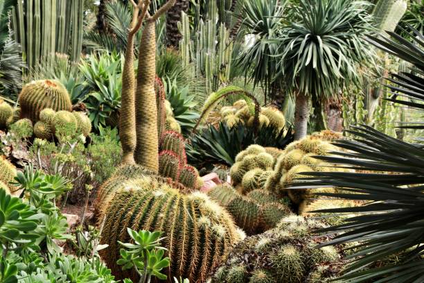 istock Rockery with different types of cactus in Elche 1130144919