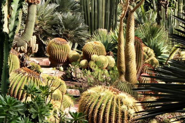 istock Rockery with different types of cactus in Elche 1130146861
