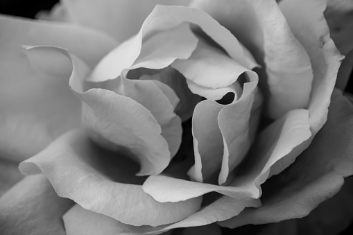 Close up in black and white of a rose with petals opening.