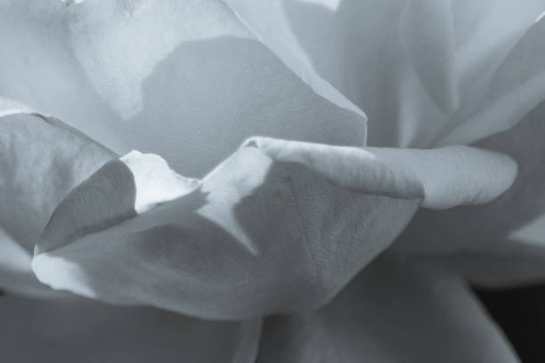 istock Unfurling Petals in Black and White 1130146896