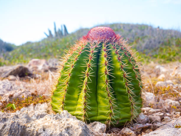 istock Pretty Cactus growing in a tropical climate. 1130146938