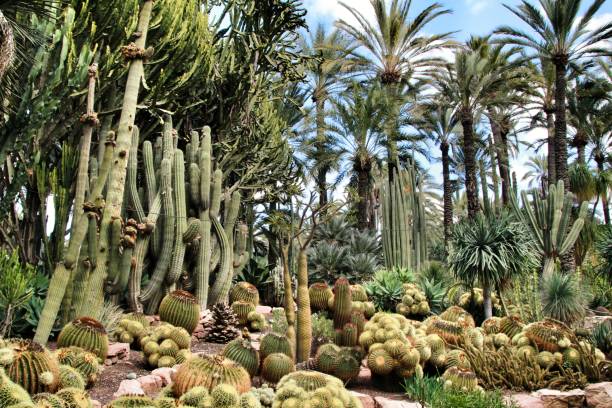 istock Rockery with different types of cactus in Elche 1130148439