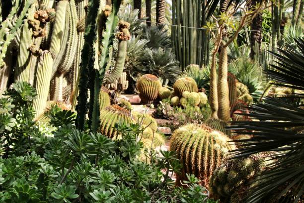istock Rockery with different types of cactus in Elche 1130149040