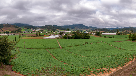 Large expanse of cultivated land of carrots, with blankets in the background, blue sky with clouds. In the foreground you see the suckers planted is a large expanse of land ready to be harvested