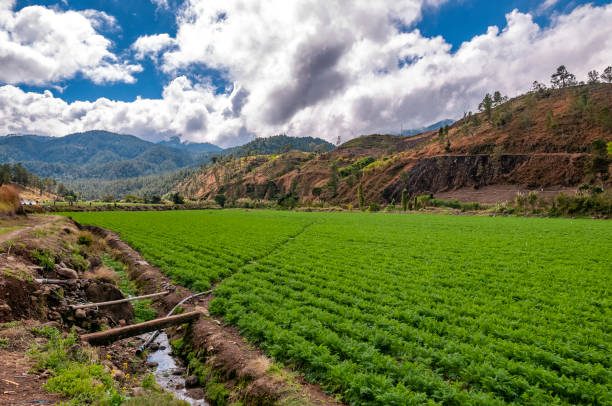 Farmlands fields Landscape of a field of carrot crops where the green dominates surrounded by impetuous mountains adorned with trees and the sky full of clouds, you see rows of crops and plows on two levels of the earth meio ambiente stock pictures, royalty-free photos & images