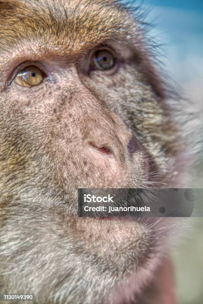 Photo libre de droit de Gros Plan Du Visage Dun Macaque Berbère De Gribraltar banque d'images et plus d'images libres de droit de Animaux à l'état sauvage