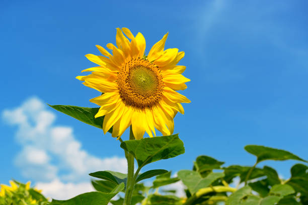 istock Bright yellow sunflower flower 1130150508