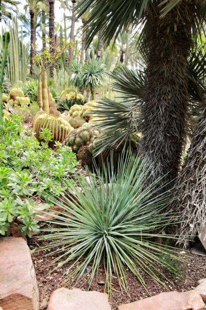 istock Rockery with different types of cactus in Elche 1130150608