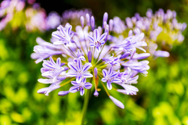 istock Flowers in South Africa 1130150828