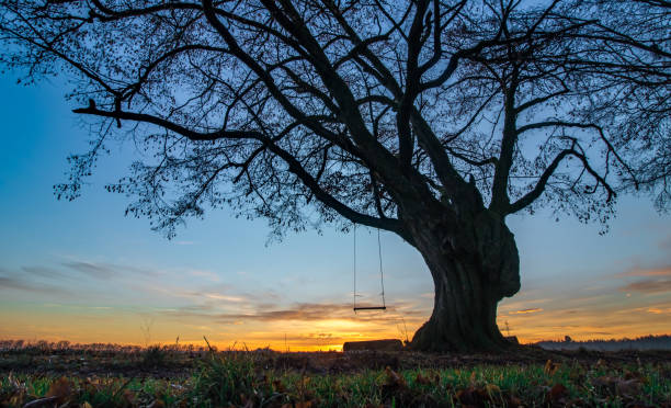 istock mystic tree with swing in romantic golden hour sunset. 1130151963