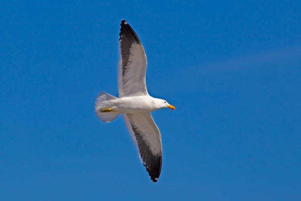 istock Flying Kelp Seagull in clear sky 1130152244