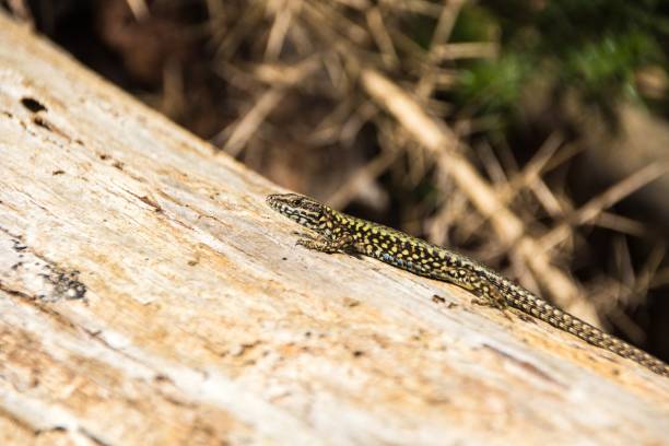 istock Green spotted forest lizard sitting on a tree and looking at the camera. Common Wall Lizard (Podarcis muralis). 1130153125