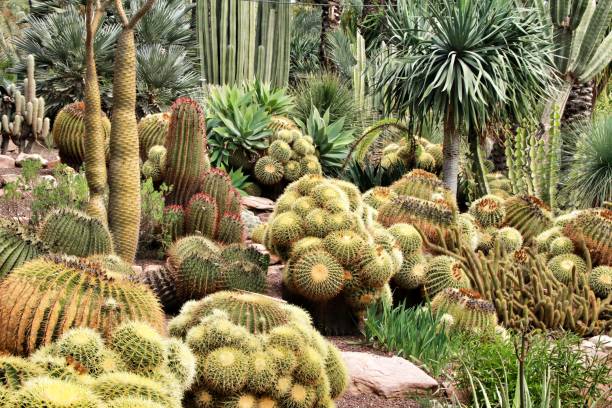 istock Rockery with different types of cactus in Elche 1130153464