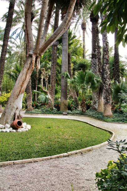 istock Green vegetation in a botanical garden in Elche 1130153596