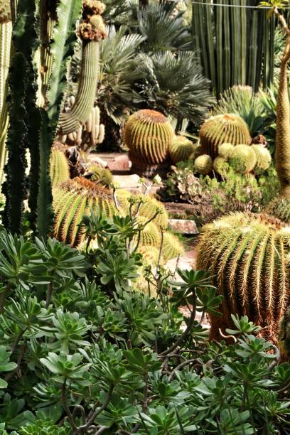 istock Rockery with different types of cactus in Elche 1130153669