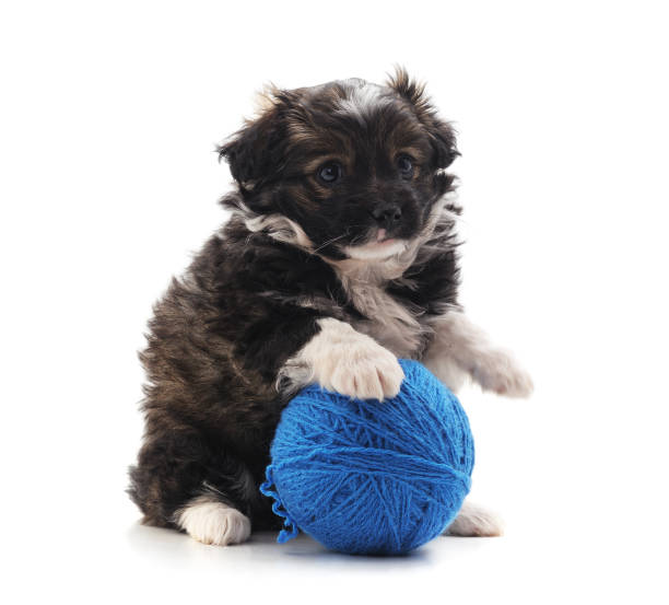 istock One little dog with balls. 1130160824