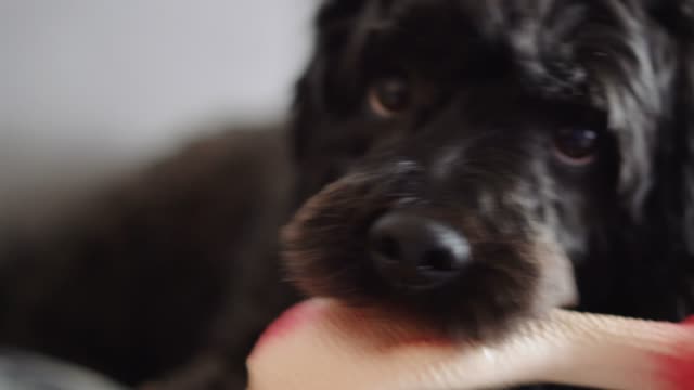 Beautiful Black Poodle Playing With Chicken Toy