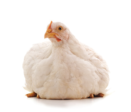 One white chicken isolated on a white background.