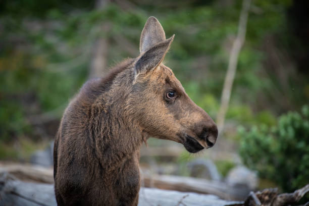 Moose thrive on the enormous plant life in Northern Colorado