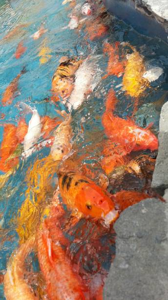 istock Koi Fish - beautiful colorful fish pond 1130163006